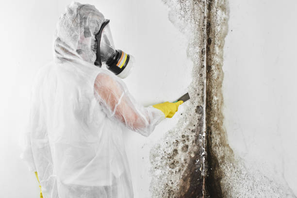 Best Mold Testing  in Bluffton, SC