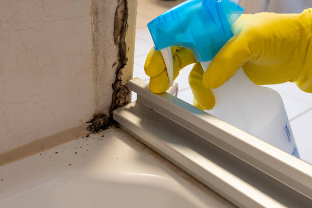 Best Toxic Mold Removal  in Bluffton, SC