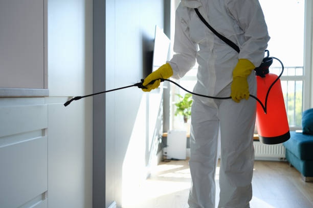 Best Fast Mold Removal  in Bluffton, SC