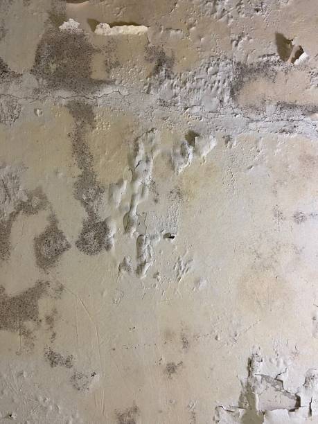 Best Professional Mold Removal  in Bluffton, SC
