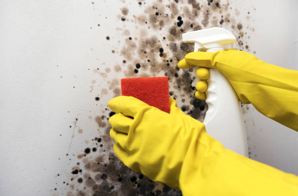 Best Office Mold Removal Services  in Bluffton, SC