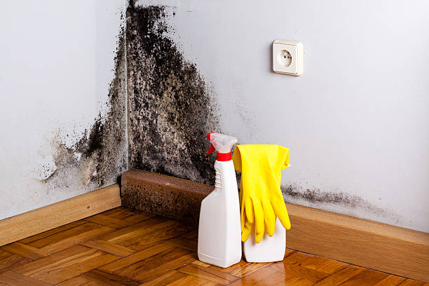 Best Mold Damage Repair  in Bluffton, SC
