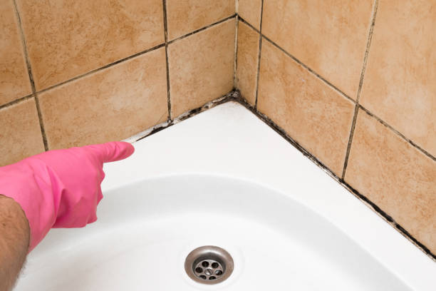 Mold Removal Process in Bluffton, SC