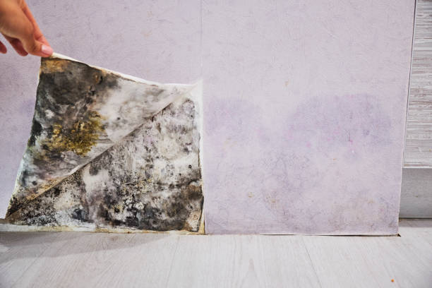 Best Home Mold Removal  in Bluffton, SC
